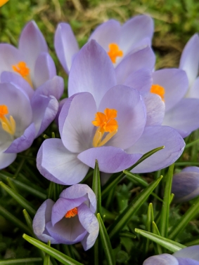 3_Bepflanzungskonzept P.-Roseggerstrasse, Krokus__10